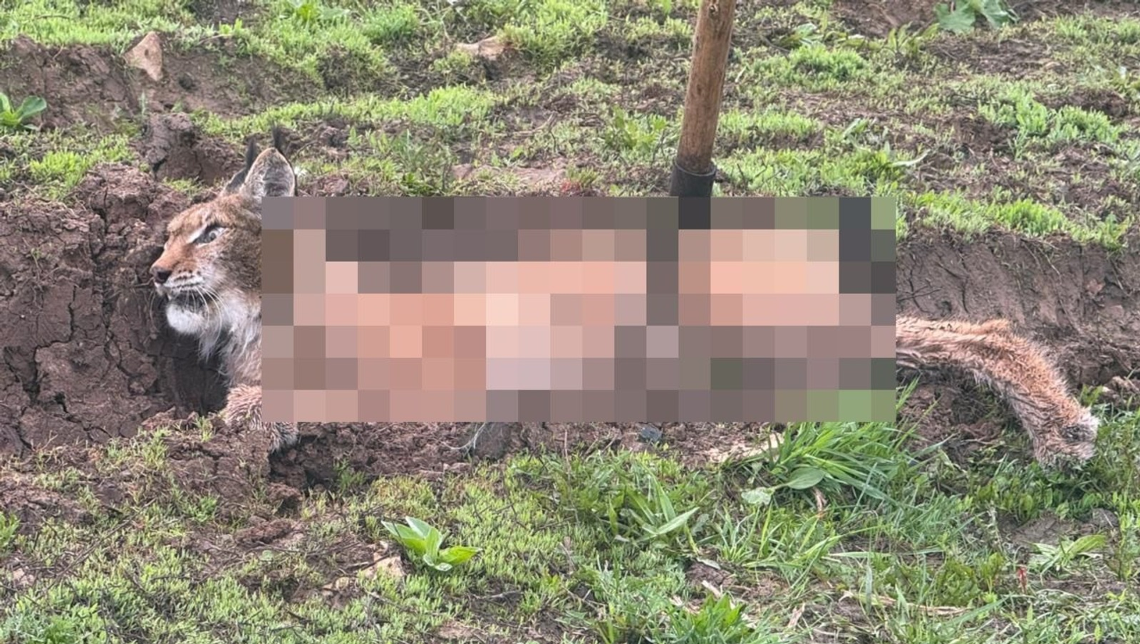 Бешеная рысь напала на жителя Башкирии