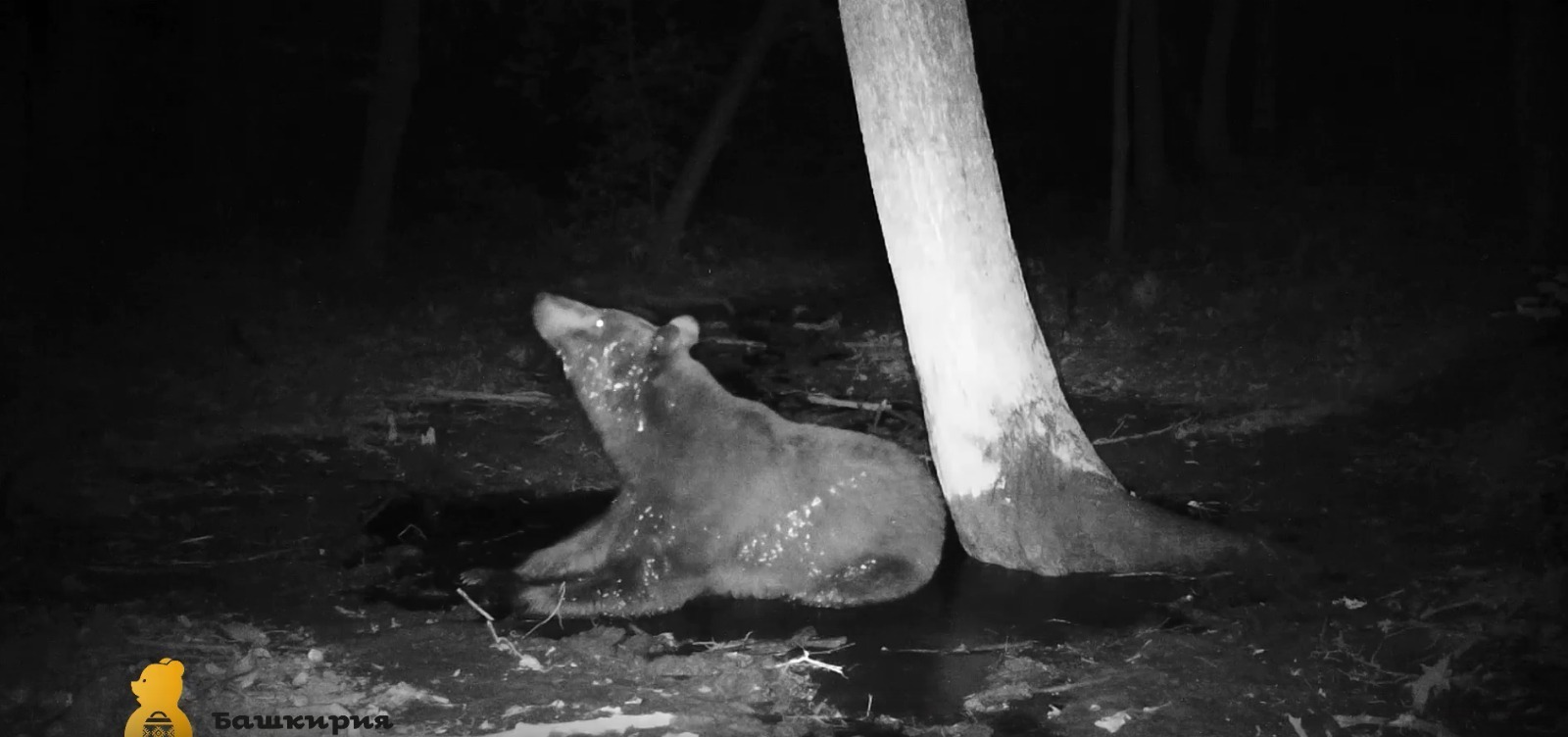 В национальном парке "Башкирия" камера зафиксировала, как медведи не поделили лужу