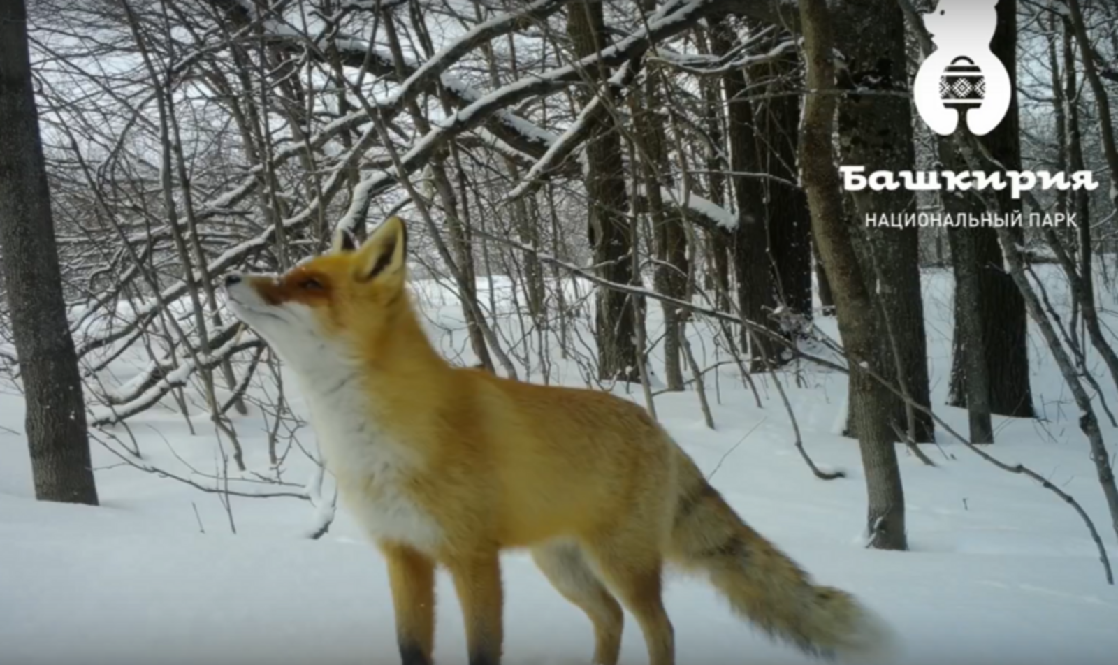 В нацпарке «Башкирия» фотоловушка сняла лису во время прогулки