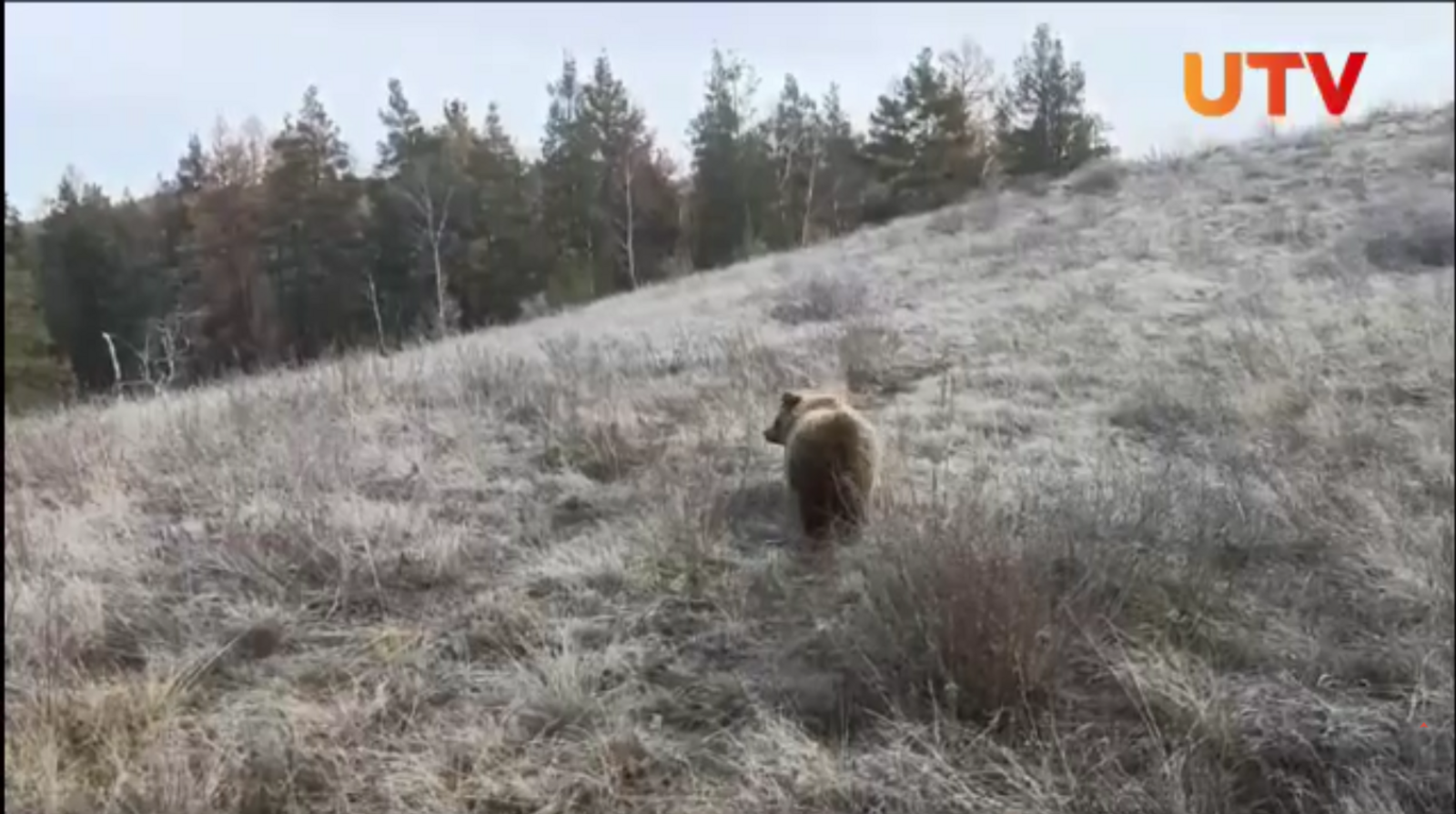 В Башкирии выпустили на волю медвежонка, которого сбили на трассе