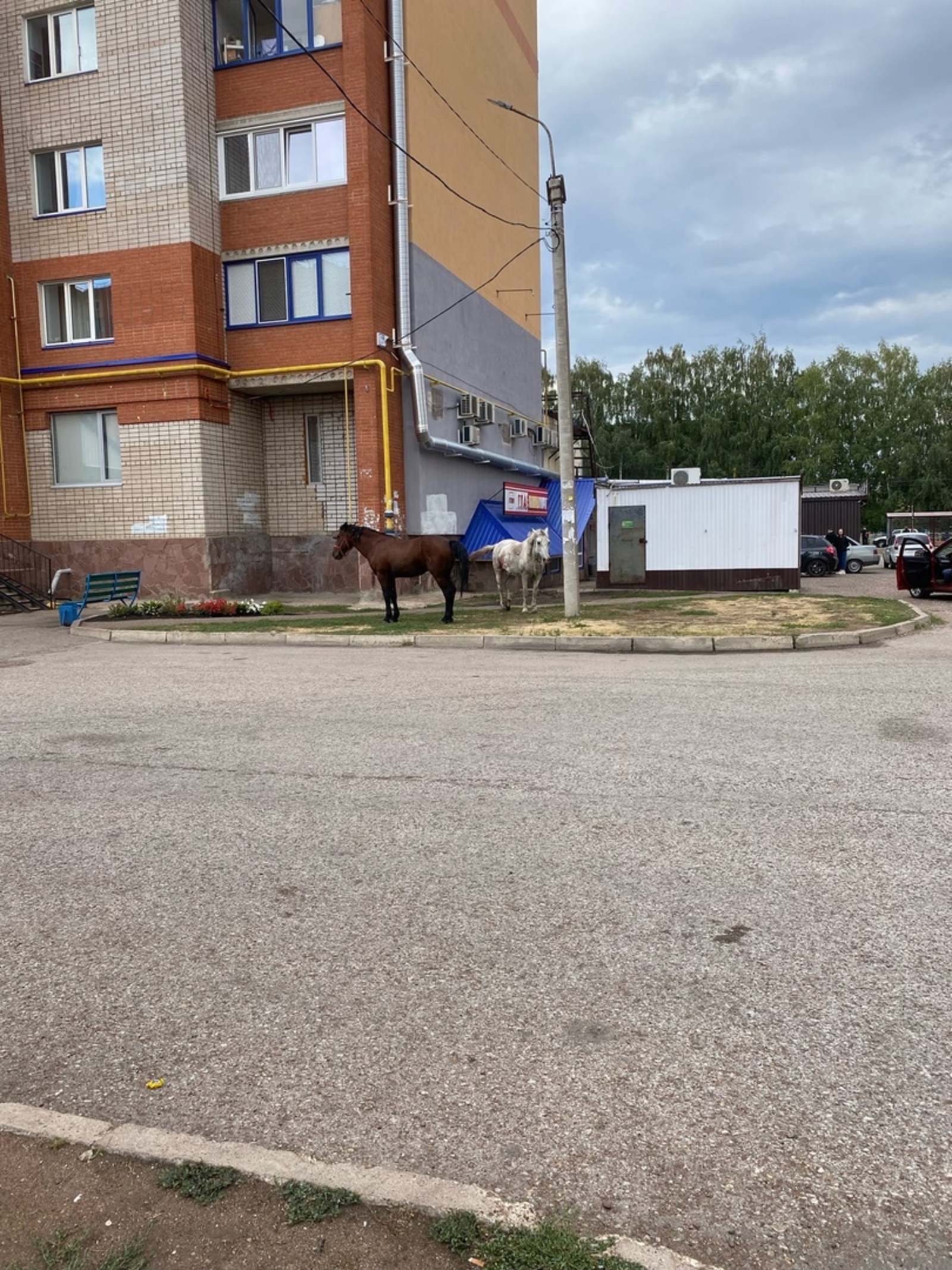 Жители Стерлитамака обеспокоены судьбой двух лошадей